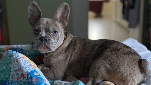 Lost Pet: Oliver