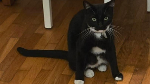 Lost Pet: Mandu