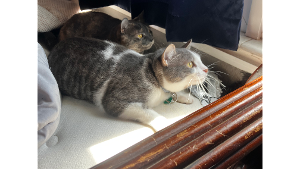 Lost Pet: Patches