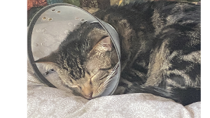 Lost Pet: Sheisty