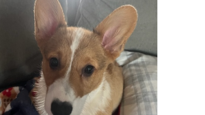 Lost Pet: Chunk