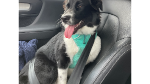Lost Pet: Trisha Yearwood