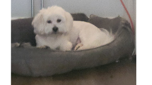 Lost Pet: Kane
