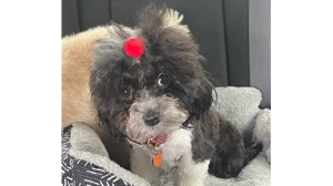 Lost Pet: Shaka