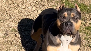 Lost Pet: Nala