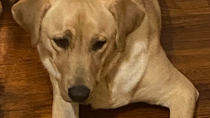 Lost Pet: Drey