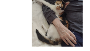 Lost Pet: Whiskers