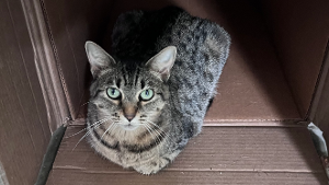 Lost Pet: Daisy