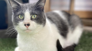 Lost Pet: Benjamin