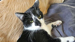 Lost Pet: Ziggy