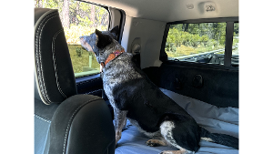 Lost Pet: Nala Hazelnut