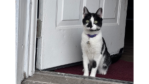 Lost Pet: Ivy