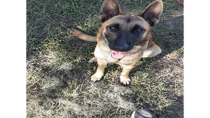 Lost Pet: Cassie