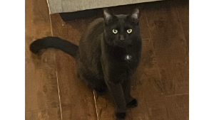 Lost Pet: Bruce