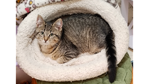 Lost Pet: 24-26 Zoey