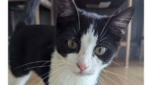 Lost Pet: Bell