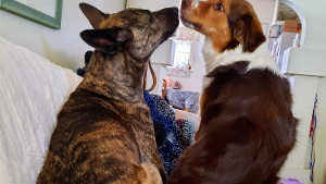 Lost Pet: Sierra
