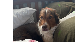 Lost Pet: Ewan