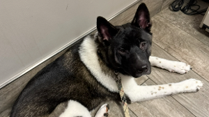 Lost Pet: Gracey