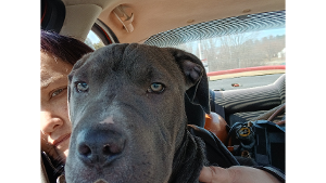 Lost Pet: SILBER