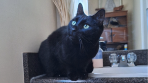 Lost Pet: Dionysus