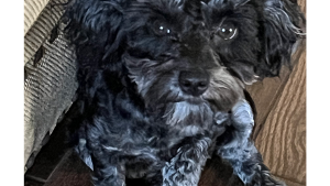 Lost Pet: Kalie