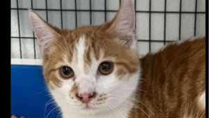 Lost Pet: Stan