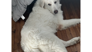 Lost Pet: Blu