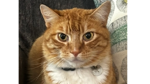 Lost Pet: Patrick Rivas