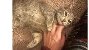 Milo<