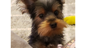 Jaxson Romeo 