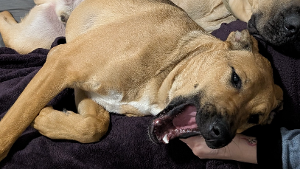 Lost Pet: Rosco