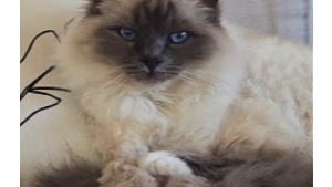 Lost Pet: Red Collar of Simone