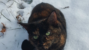 Lost Pet: Annie