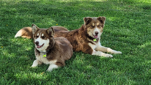 Lost Pet: Marlowe