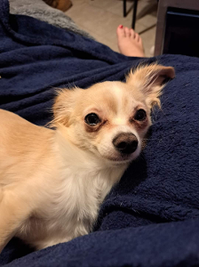 Lost Pet: Puppy