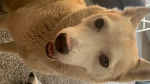 Lost Pet: Quorra