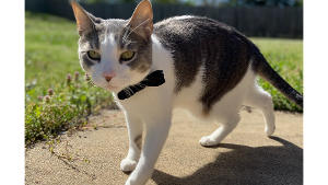 Lost Pet: Pidge