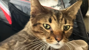 Lost Pet: oliver