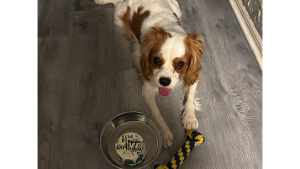 Lost Pet: Bambi