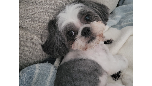 Lost Pet: Bandit