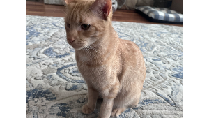 Lost Pet: Bob