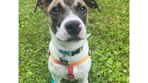 Lost Pet: Bandit