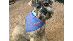 Lost Pet: Lilly