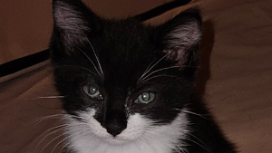 Lost Pet: Vinny