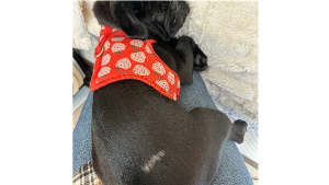 Lost Pet: Bellaluna