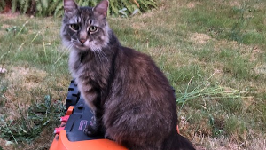 Lost Pet: Tora