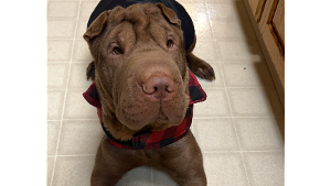 Lost Pet: Guapo
