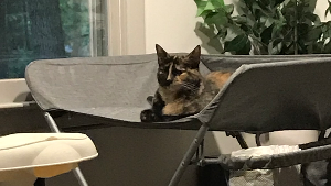Lost Pet: Piolina