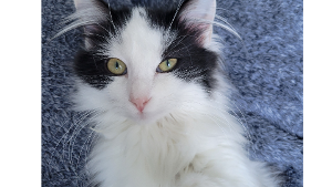 Lost Pet: Twinkie
